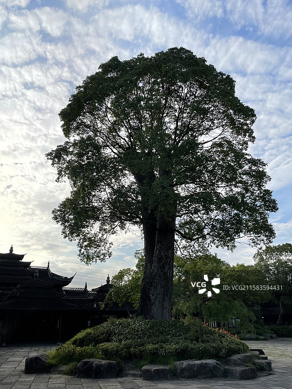 韩湘水博园的千年古樟树图片素材