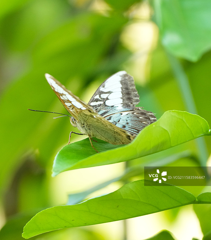 云南美丽的蝴蝶图片素材