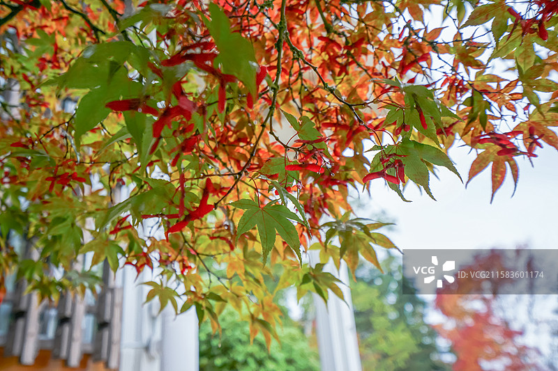 加拿大，不列颠哥伦比亚大学，下雨天与变红的枫树图片素材