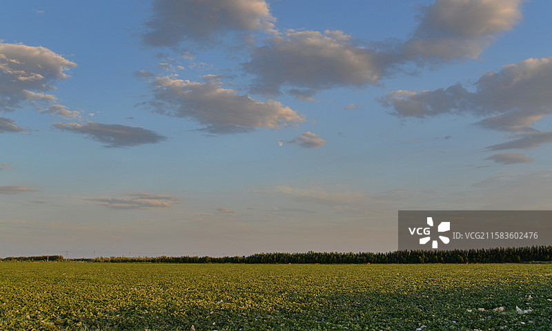 新疆哈密，伊吾县淖毛湖镇，连片的哈密瓜田地图片素材