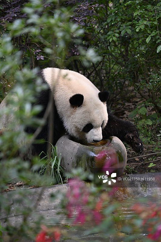 熊猫图片素材