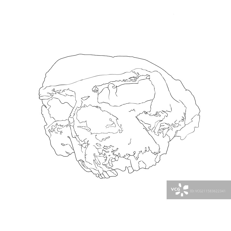 湖北郧县人头骨化石图片素材