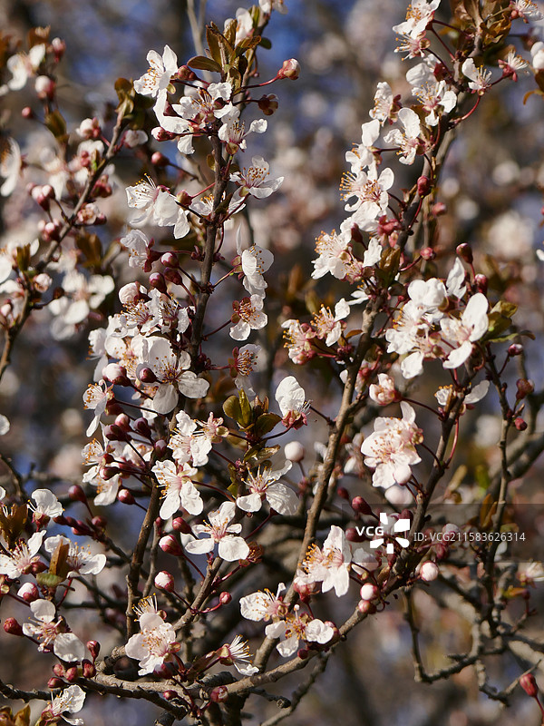 树上盛开的花朵的低角度视图图片素材