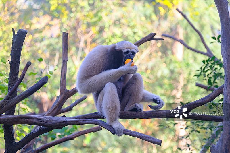 南京红山白眉长臂猿图片素材