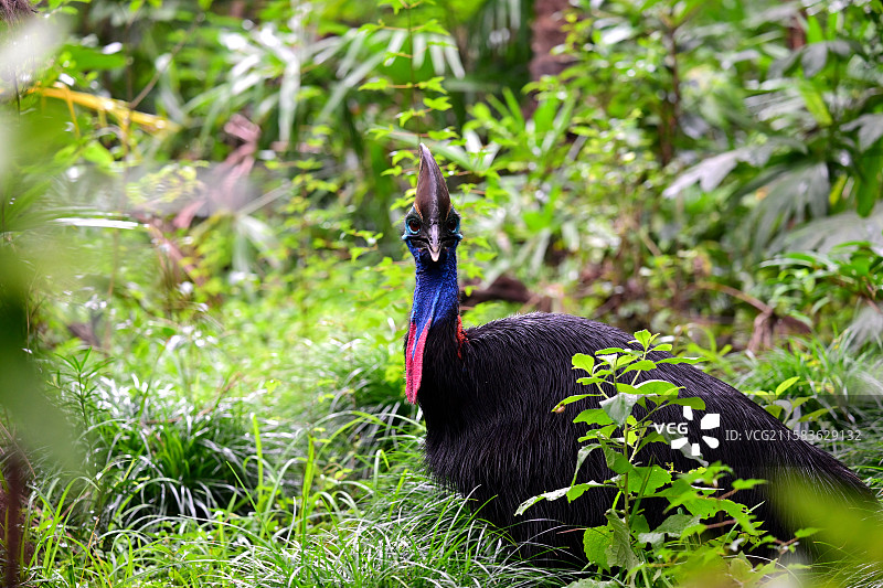 双垂鹤鸵，丛林音乐家，鸟类，动物主题，上海动物园图片素材