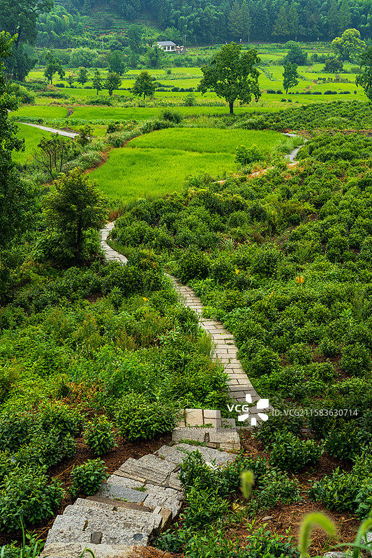 安徽黄山市卢村茶园石板路图片素材