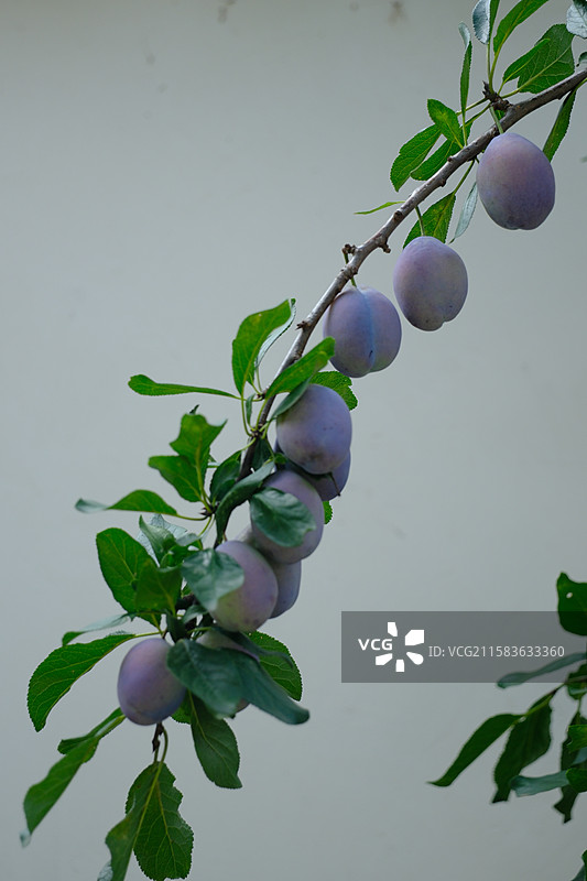 西梅蓝蜜李子树。植物。高清水果设计素材图片素材