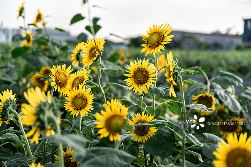向日葵花海拍摄于宁波李惠利故居图片素材