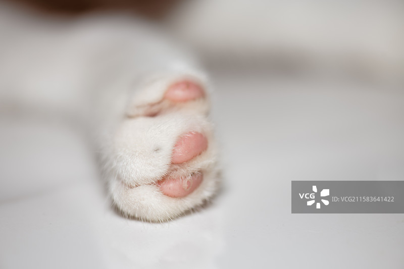白色猫咪的粉嫩肉垫特写图片素材