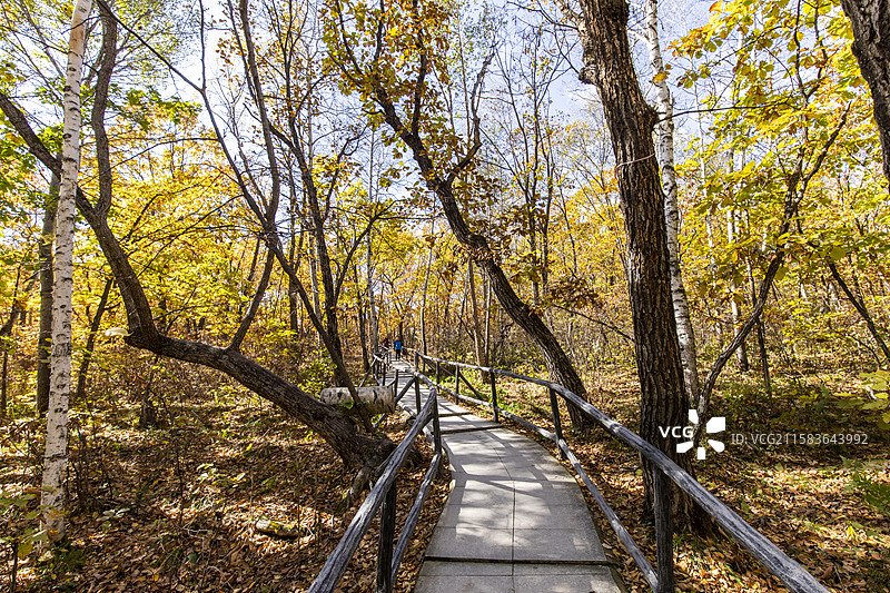 黑龙江伊春茅兰沟国家森林公园图片素材