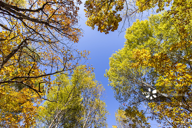 黑龙江伊春茅兰沟国家森林公园图片素材