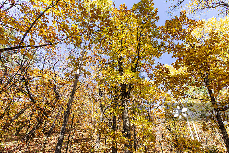 黑龙江伊春茅兰沟国家森林公园图片素材
