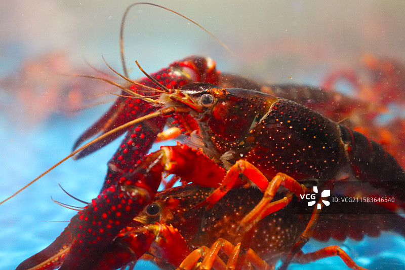 小龙虾麻辣小龙虾水底图片素材