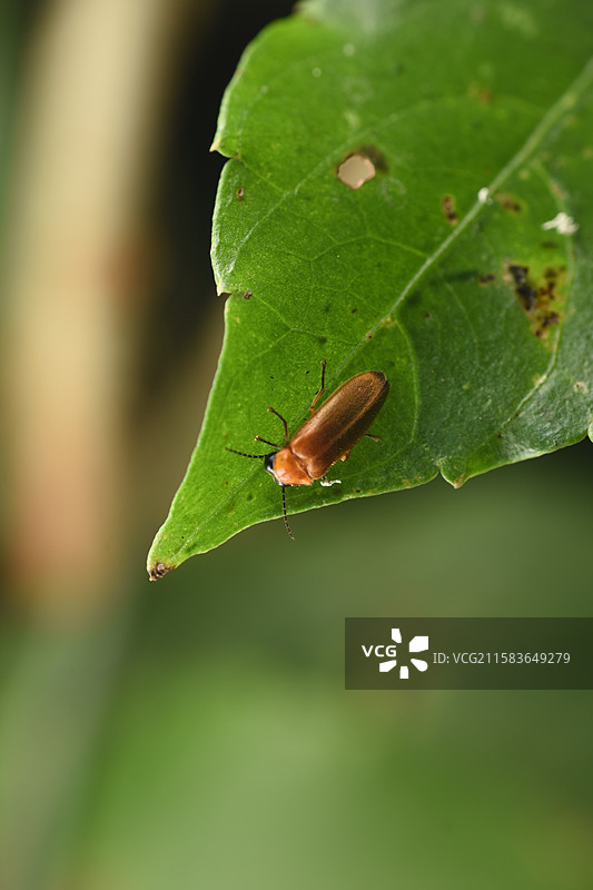 萤火虫图片素材