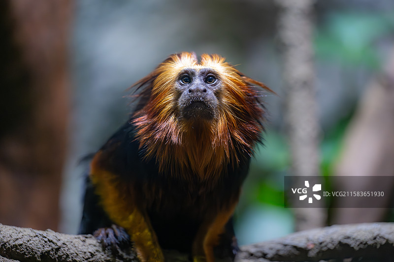 南京红山森林动物园中的金头狮面狨图片素材