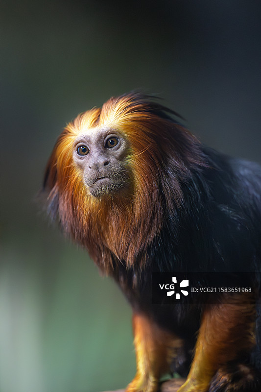 南京红山森林动物园中的金头狮面狨图片素材