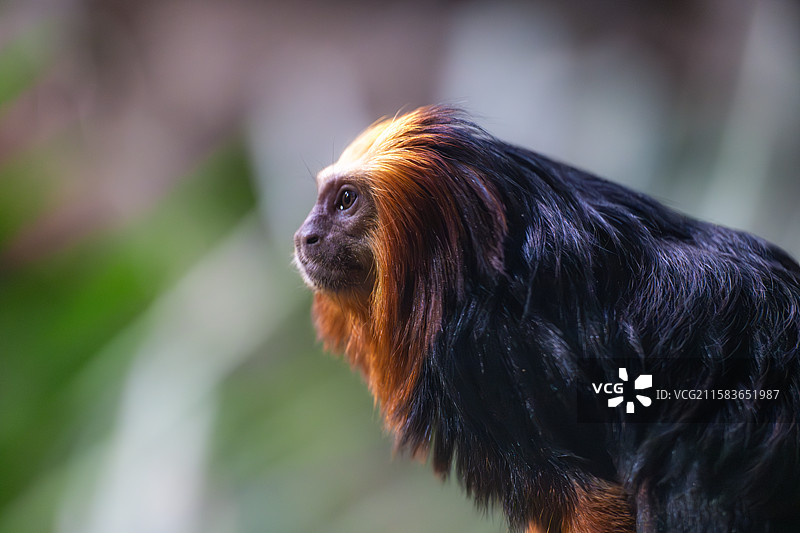 南京红山森林动物园中的金头狮面狨图片素材