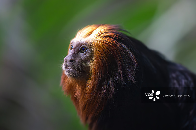 南京红山森林动物园中的金头狮面狨图片素材