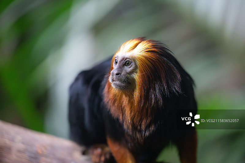 南京红山森林动物园中的金头狮面狨图片素材