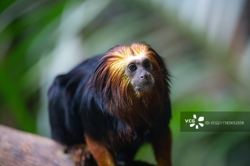 南京红山森林动物园中的金头狮面狨图片素材