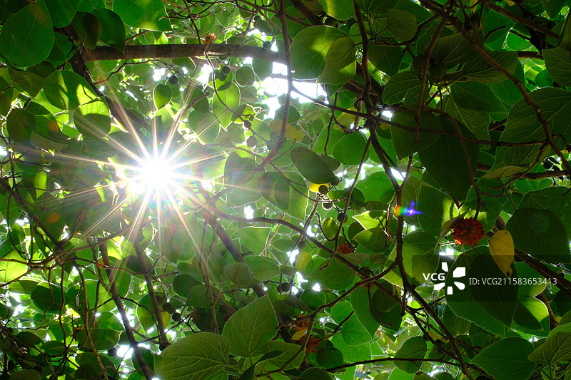 高山上的构树。果实。构桃。楮实子。假杨梅。旋转镜头。高清风景背景图图片素材