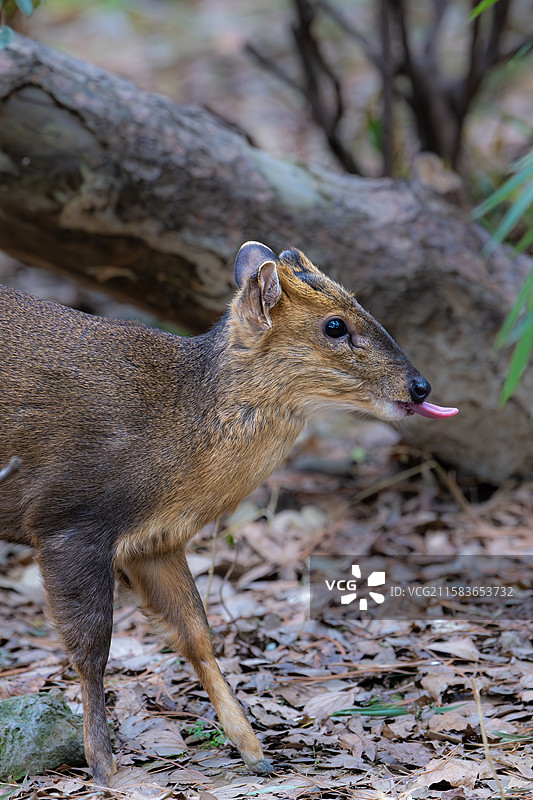 南京红山森林动物园中的小麂图片素材