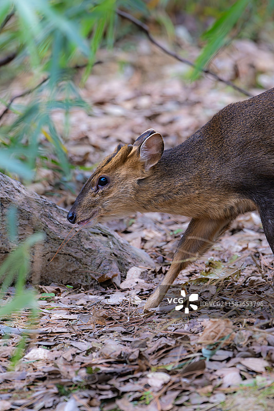 南京红山森林动物园中的小麂图片素材