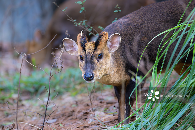 南京红山森林动物园中的小麂图片素材