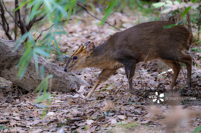 南京红山森林动物园中的小麂图片素材
