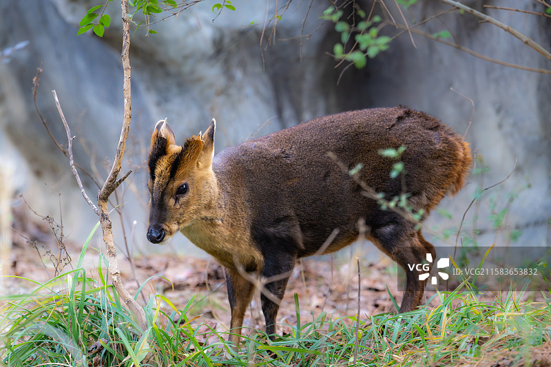 南京红山森林动物园中的小麂图片素材