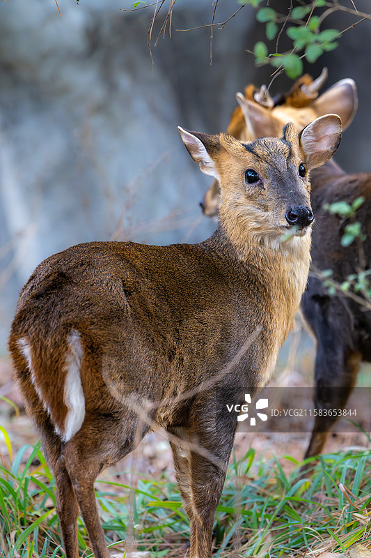 南京红山森林动物园中的小麂图片素材