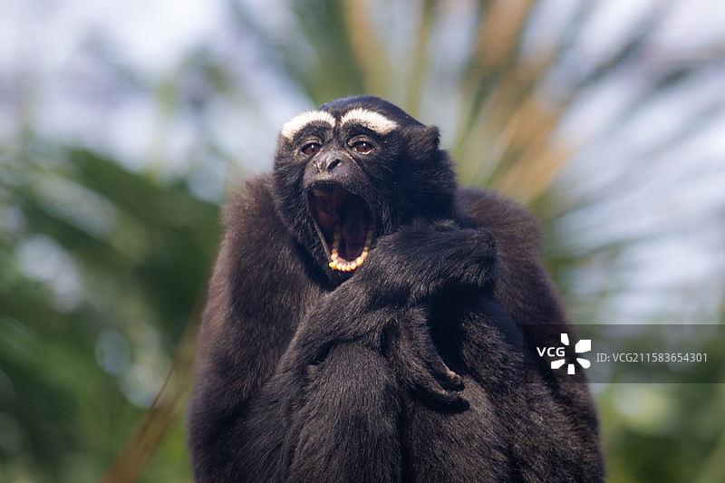 南京红山森林动物园中的东白眉长臂猿图片素材