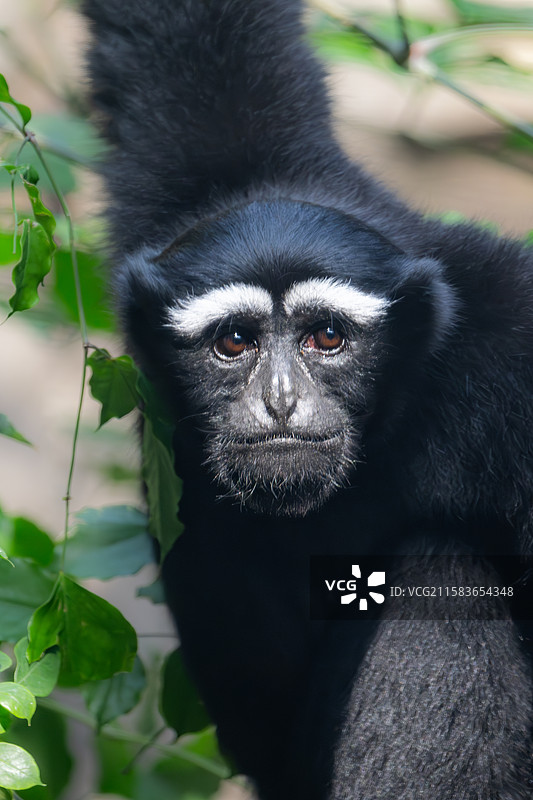 南京红山森林动物园中的东白眉长臂猿图片素材