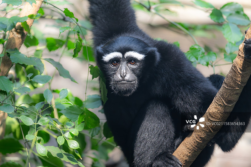 南京红山森林动物园中的东白眉长臂猿图片素材