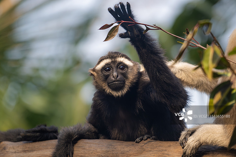 南京红山森林动物园中的西白眉长臂猿图片素材