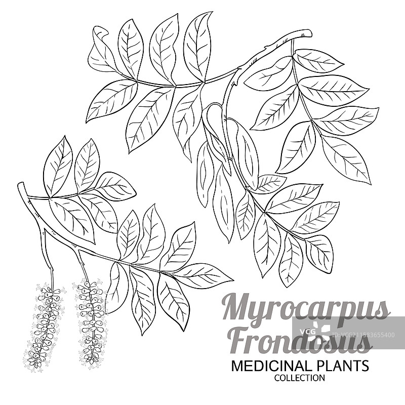 myrocarpus frondosus 分支轮廓图片素材