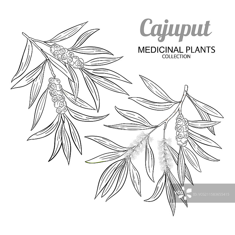 白千层树枝与花朵轮廓图片素材