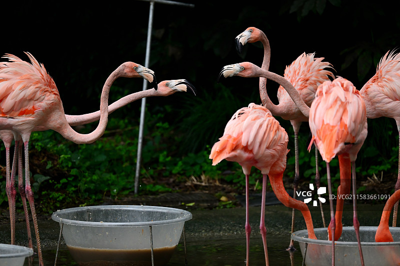 吵架的火烈鸟，鸟类，鲜艳的羽毛特写，动物主题，上海动物园图片素材