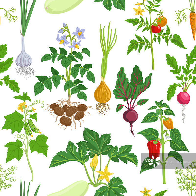 花园植物的无缝图案图片素材