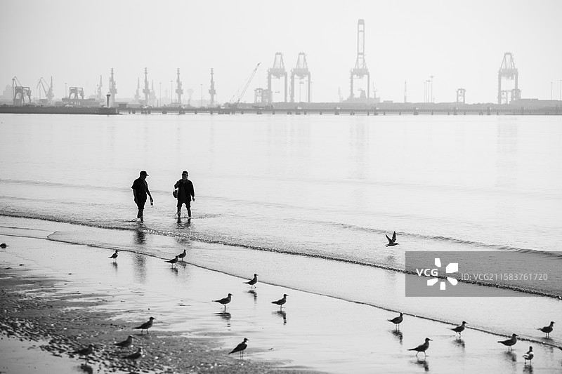 海滩上的人们与成群的海鸥图片素材