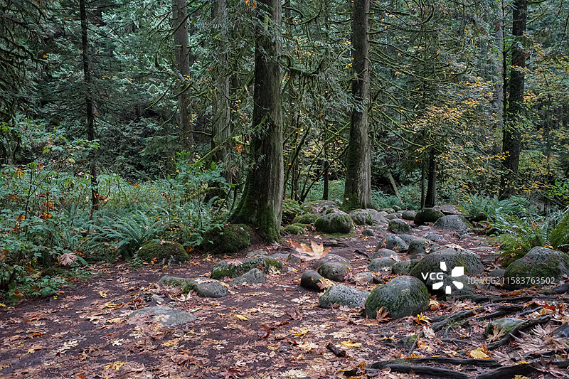 温哥华，卡皮拉诺吊桥公园‌Capilano Suspension Bridge Park，峡谷与河流图片素材
