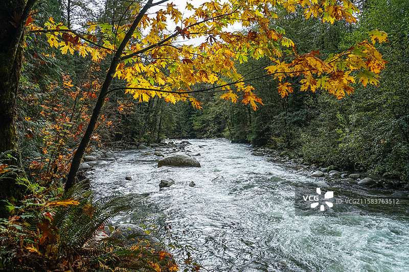 温哥华，卡皮拉诺吊桥公园‌Capilano Suspension Bridge Park，峡谷与河流图片素材