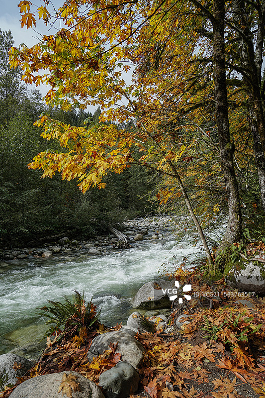 温哥华，卡皮拉诺吊桥公园‌Capilano Suspension Bridge Park，峡谷与河流图片素材