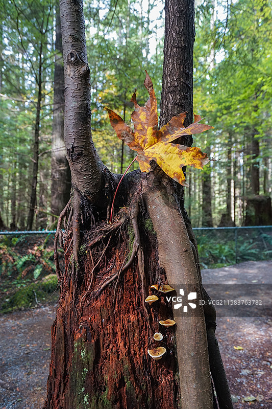 温哥华，卡皮拉诺吊桥公园‌Capilano Suspension Bridge Park，大叶枫树图片素材