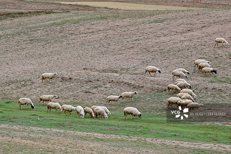 宁夏吴忠市同心县滩羊图片素材