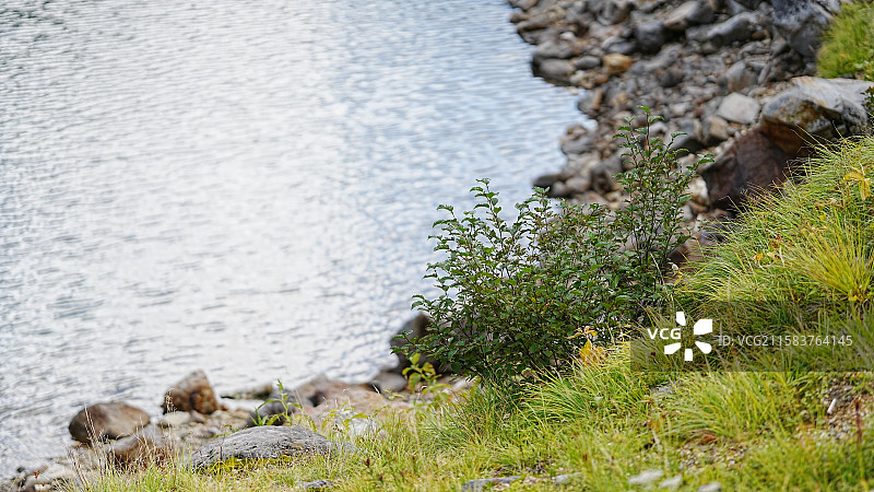 日本立山黑部 湖边的高山植物图片素材