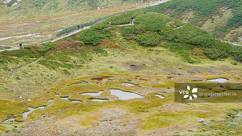 日本 立山黑部 高山植物图片素材