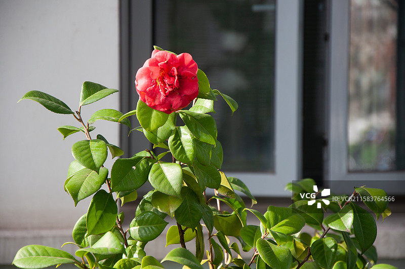 红色山茶花和绿叶图片素材