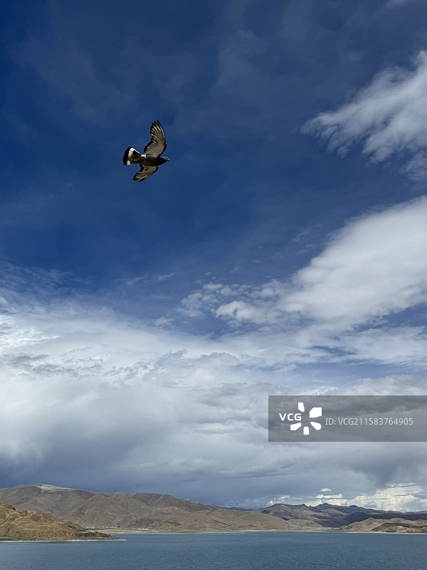 翱翔于天海之间图片素材