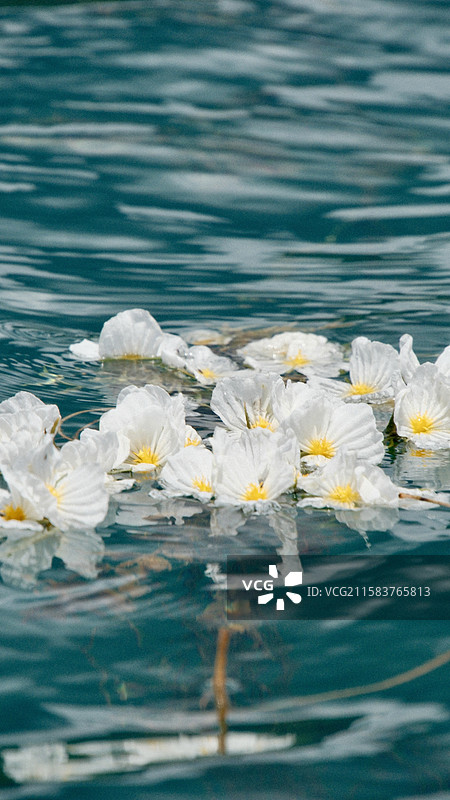 云南省丽江市泸沽湖水性杨花图片素材